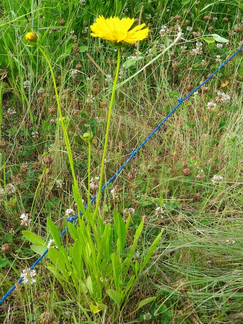 大金鶏菊 オオキンケイギク という嫌われ者 椿壽菴だより