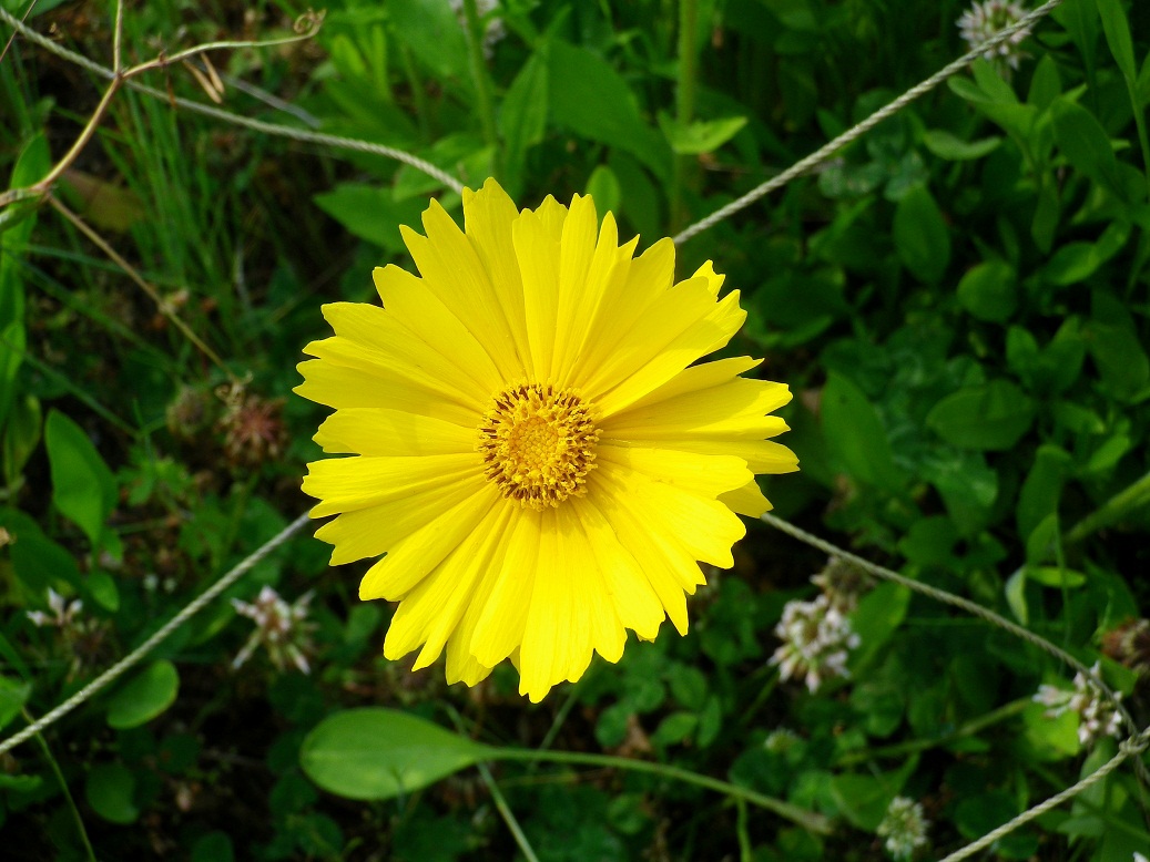 大金鶏菊（オオキンケイギク）という嫌われ者_f0221612_17142320.jpg