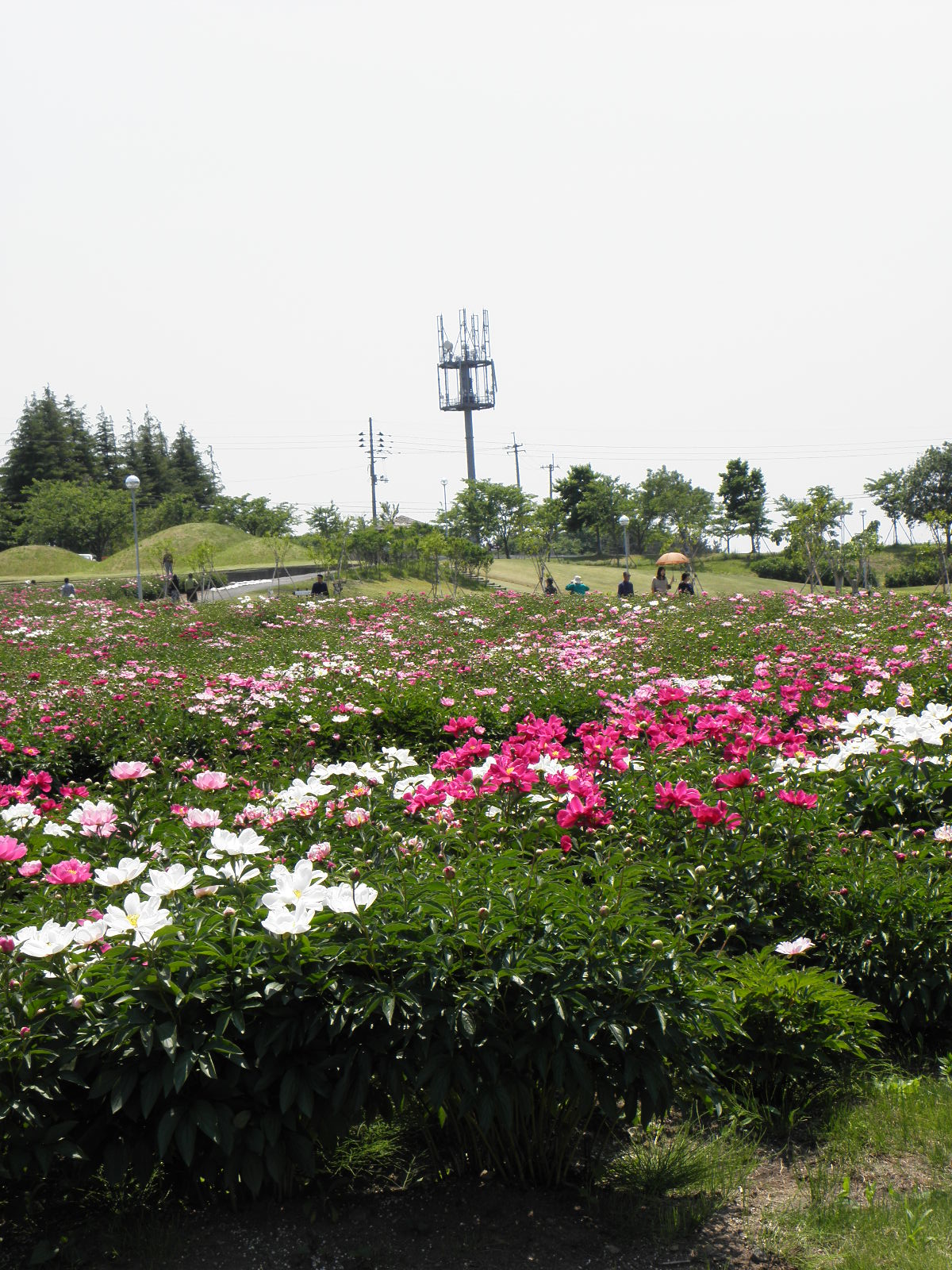 c0165914_1712166.jpg