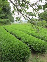 f0147922_9324088.jpg