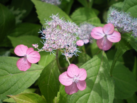 e0128024_0435515.jpg