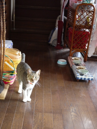 猫のお友だち メイちゃんポポちゃんゴロくん編。_a0143140_18111326.jpg