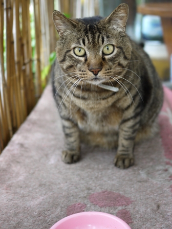 猫のお友だち メイちゃんポポちゃんゴロくん編。_a0143140_18153236.jpg