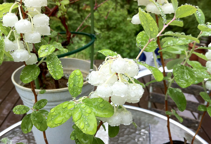 雨に濡れたスズランの木の花_b0236040_2251336.jpg