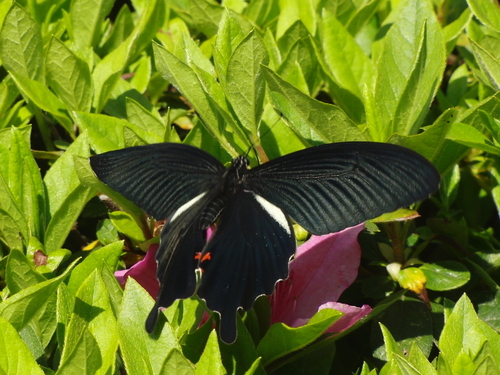 d0254540_2046076.jpg