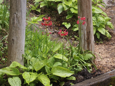 f0219043_1148216.jpg