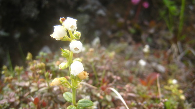 浅間園の高山植物_b0126549_9411183.jpg