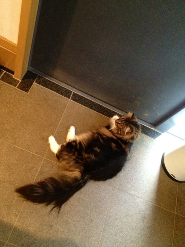 犬ですか?_c0151965_15491620.jpg