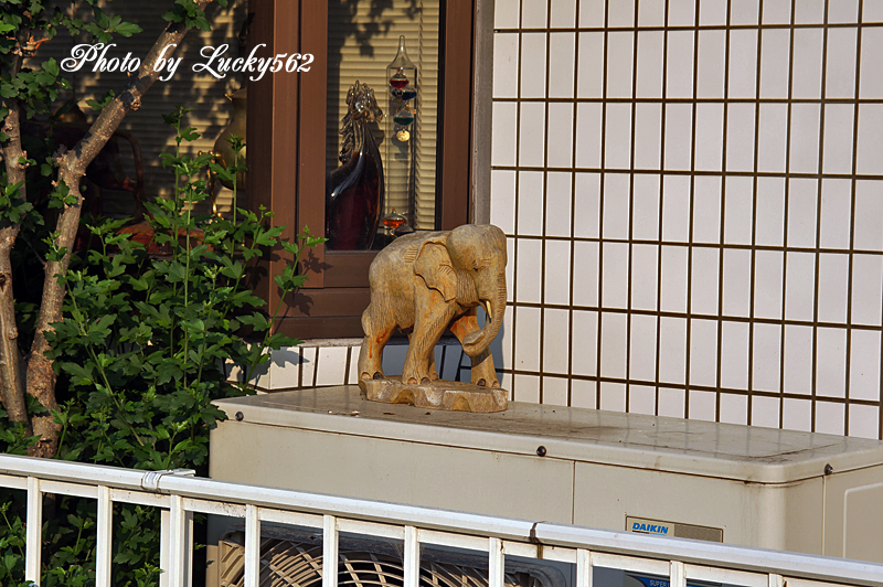 シグマ28-200をつけてお散歩写真_e0002371_239474.jpg