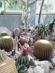 牧野植物園へ_b0169272_1712178.jpg