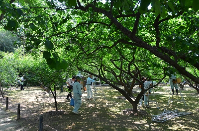 6月6日　【梅　収　穫　♪】_a0185880_1532863.jpg