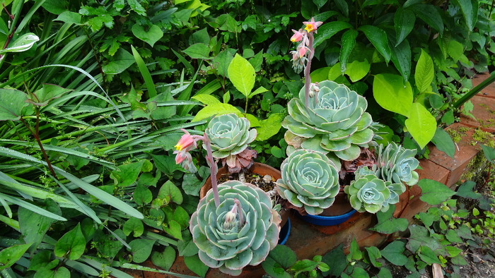 多肉植物「エケベリア 七福神」の花 2012.6.7 : 川裾の 多肉植物「エケベリア 七福神」の花 2012.6.7 : 川裾の
