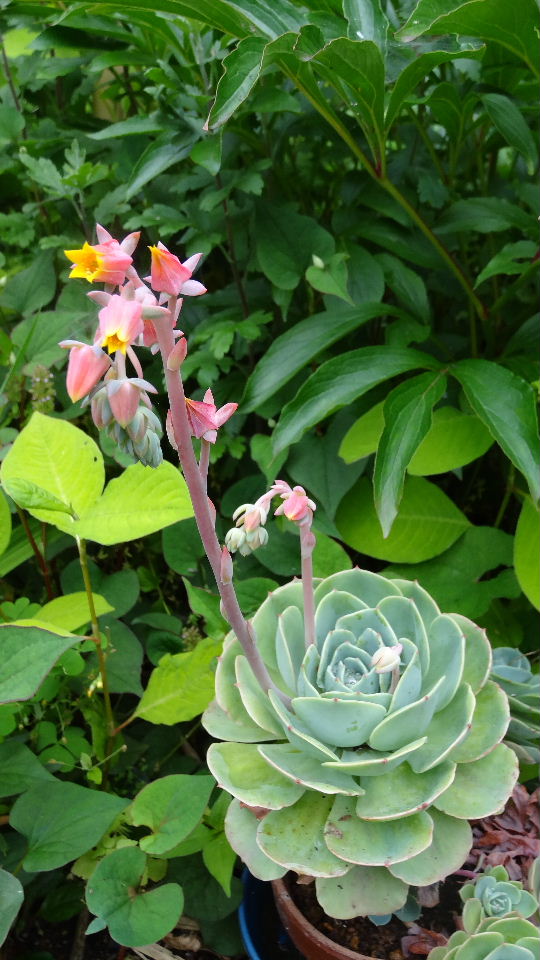 多肉植物「エケベリア 七福神」の花 2012.6.7 : 川裾の 多肉植物「エケベリア 七福神」の花 2012.6.7 : 川裾の
