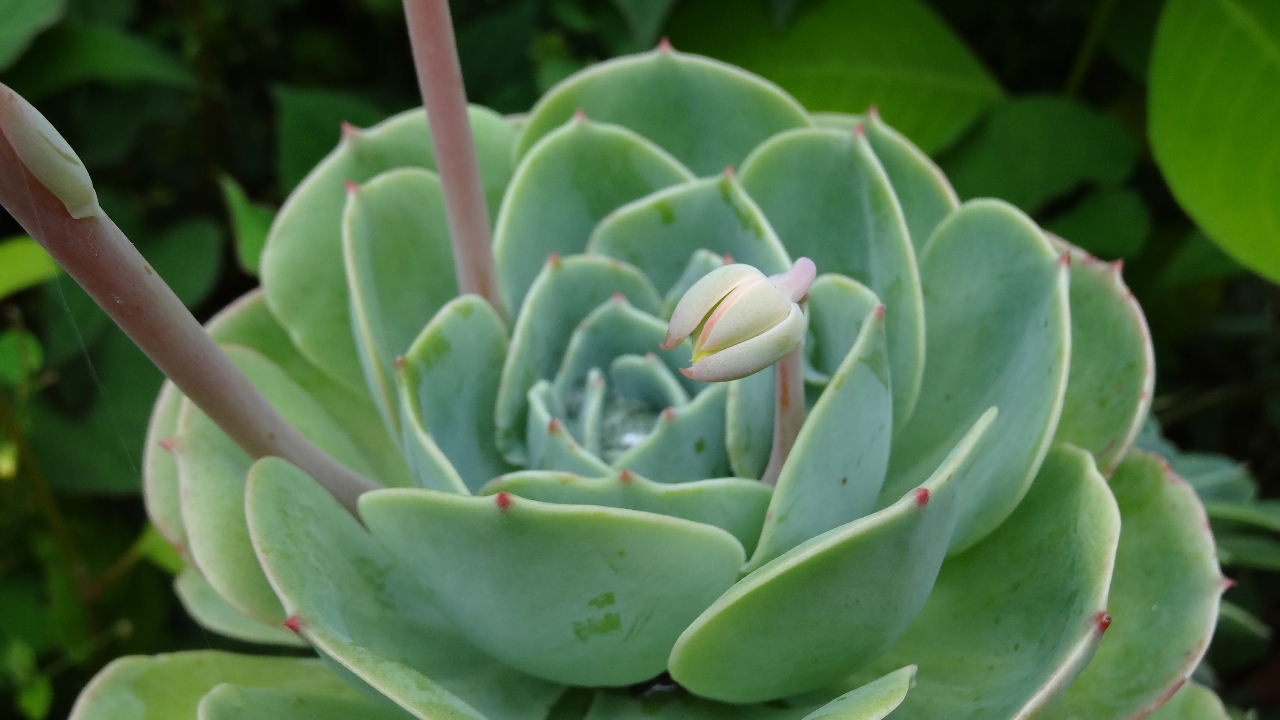 多肉植物「エケベリア 七福神」の花 2012.6.7 : 川裾の 多肉植物「エケベリア 七福神」の花 2012.6.7 : 川裾の