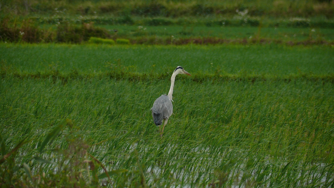 a0185081_9553699.jpg