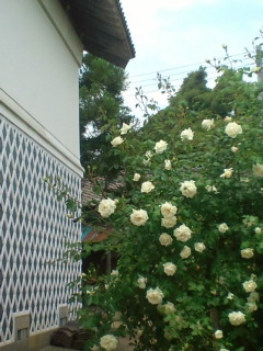 b0125384_1671965.jpg