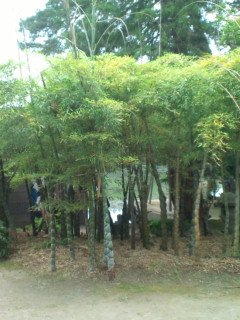 b0125384_1672091.jpg