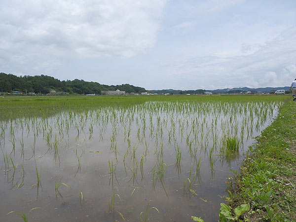 6月6日の田んぼ(緑ヶ丘小・北郷小)_d0247484_1558922.jpg