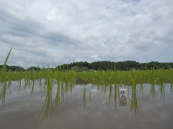 6月6日の田んぼ(緑ヶ丘小・北郷小)_d0247484_15591541.jpg
