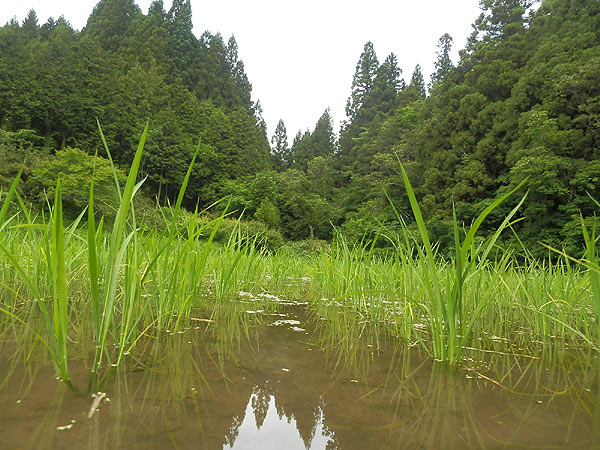 6月6日の田んぼ(月光原小・西根小)_d0247484_1643847.jpg