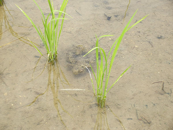6月6日の田んぼ(月光原小・西根小)_d0247484_16543.jpg
