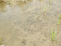 6月6日の田んぼ(月光原小・西根小)_d0247484_1685461.jpg