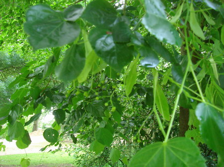 雨上がりの朝のアジサイとバラとスイカズラと・・・_a0247585_743722.jpg