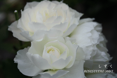 b0224889_10584393.gif