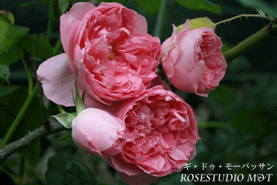 b0224889_1121229.gif