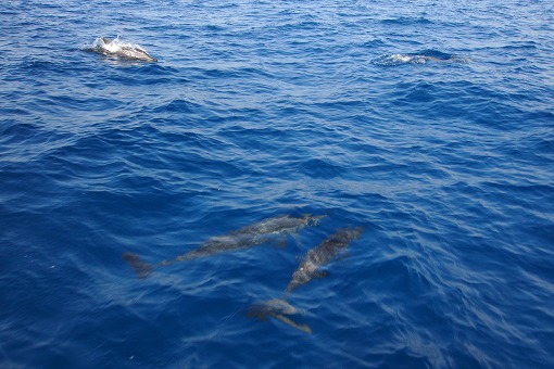 e0160595_16383452.jpg
