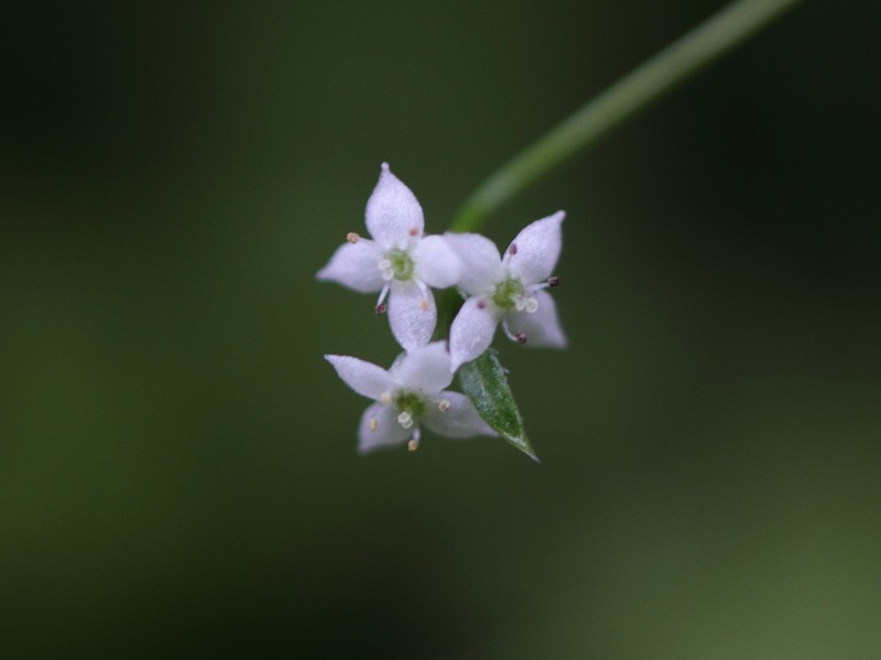 季節の花たち６－１_b0223198_19562129.jpg