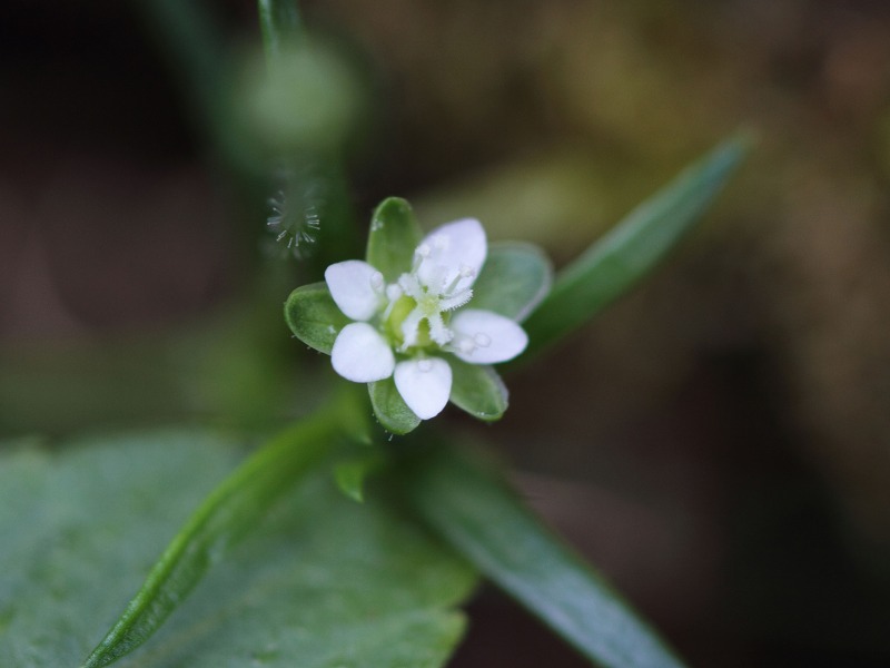 季節の花たち６－１_b0223198_19595554.jpg