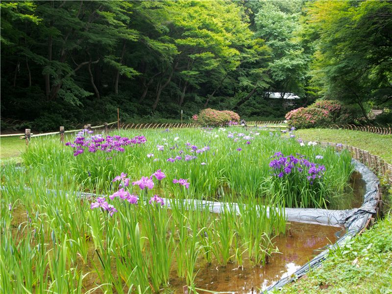 ちょっと寄り道 明治神宮_f0224100_23312343.jpg