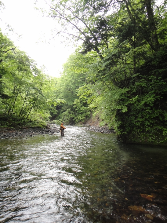 水量豊富な奥山の渓_b0172805_85021.jpg