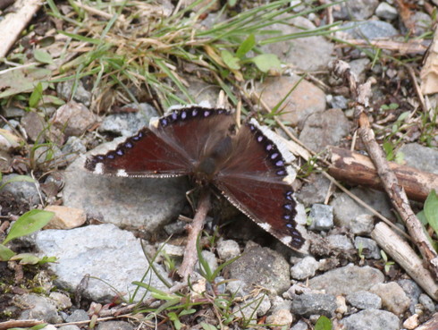 長野　　                   クモマツマキチョウ他2012/06/02①_d0251807_18472140.jpg