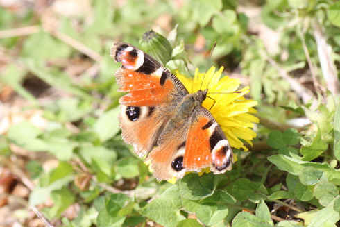 長野　　                   クモマツマキチョウ他2012/06/02①_d0251807_18472288.jpg