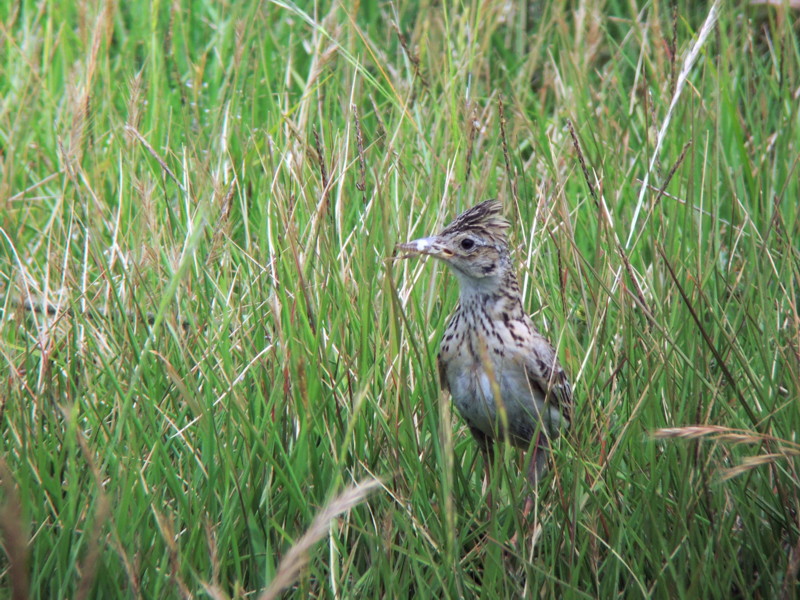 堤防の鳥達（2012年6月7日）_f0235311_17283649.jpg