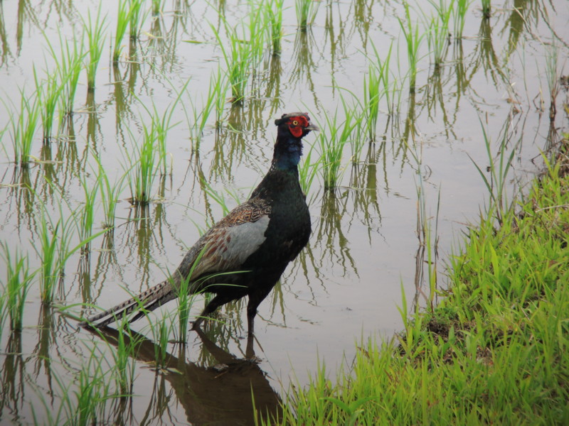 堤防の鳥達（2012年6月7日）_f0235311_17305128.jpg