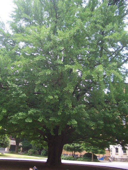 e0033713_10332450.jpg