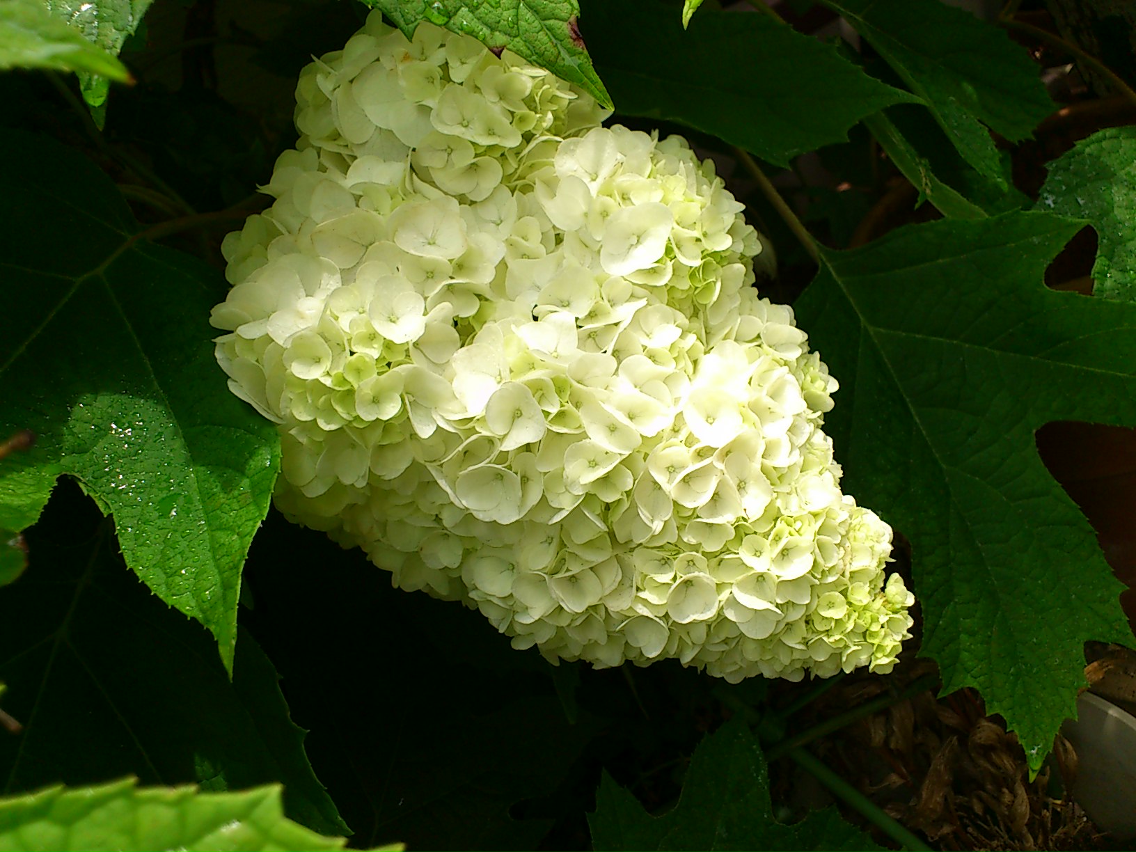 e0128024_1142348.jpg