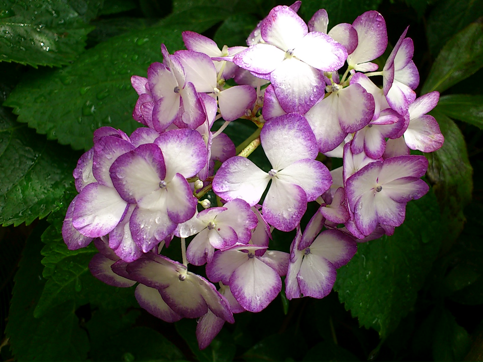 e0128024_1142378.jpg