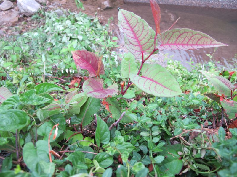 「綺麗な花には棘がある」_f0076731_17122421.jpg