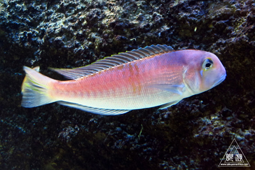 228 宍道湖自然館ゴビウス ~甥をつれて水族館~_c0211532_1831999.jpg