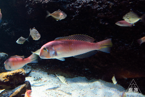 228 宍道湖自然館ゴビウス ~甥をつれて水族館~_c0211532_18355032.jpg