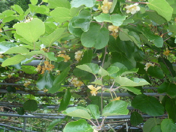 栗の花を見たことありますか？　　　　　　（チキンのにんにく醤油焼き）_b0246036_5534523.jpg