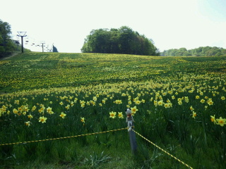 ２９８号３３８号　すいせん祭りとおうちのお花♪_a0250740_9304440.jpg