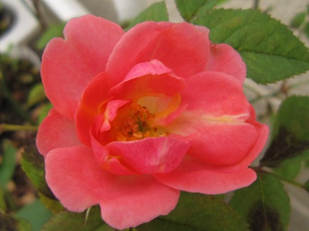 c0025140_2029133.jpg
