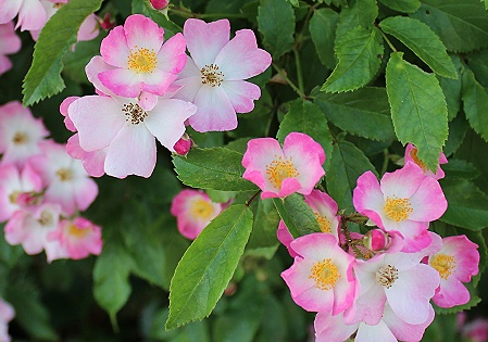 ツル薔薇 バレリーナ とピンクのオベリスク塔 おやすみ前の独り言