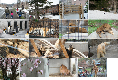 GW～旭岳・旭山動物園～_e0166643_23562548.png