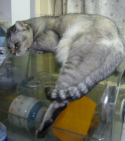 たまにはニャンズも_f0002743_11484849.jpg